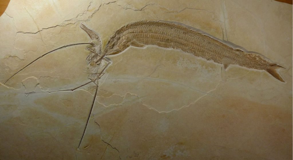 fossil of fish aspidorhynchus with teeth stuck in wing of rhamphorhynchus