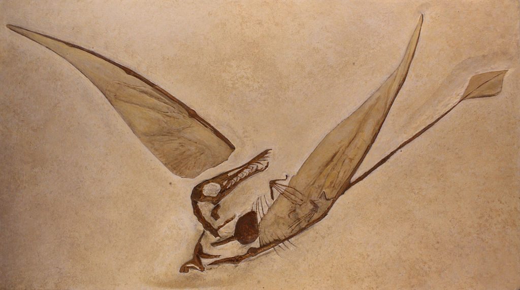 fossil of rhamphorhynchus with visible wing membranes