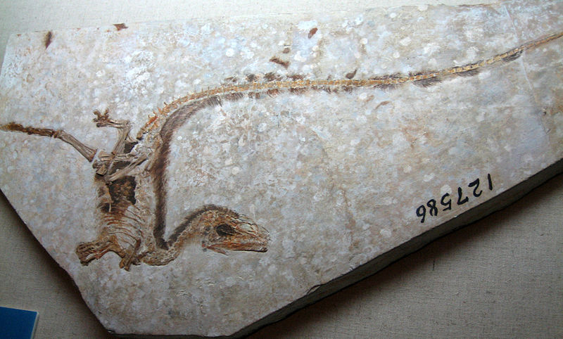 complete fossil of sinosauropteryx alongside clear feather impressions