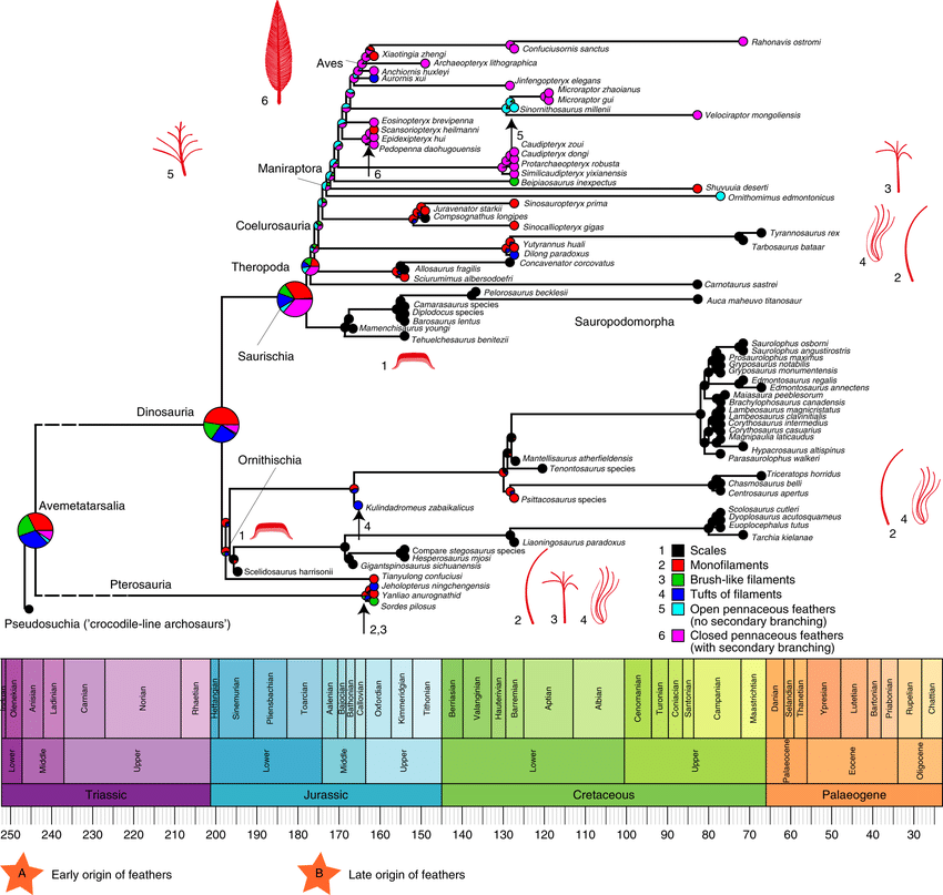 timeline of select avemetatarsalian species and their integumentary structures